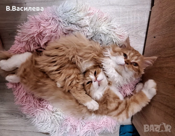 Персийски котета
