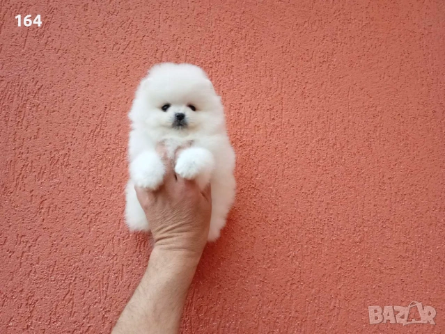 Бяло момченце. Померан. Снимки от днес!, снимка 5 - Померан - 54270465