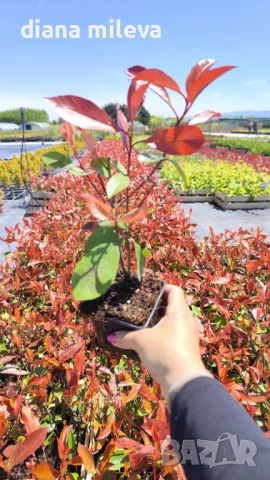 Фотиния Ред Робин, Photinia fr. Red Robin, снимка 13 - Градински цветя и растения - 49185099
