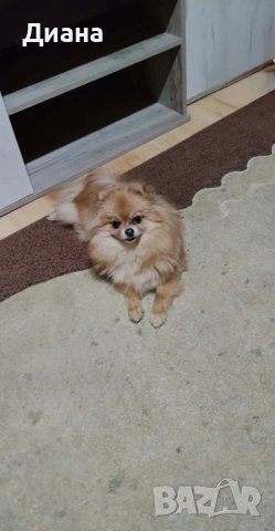 Женски померан