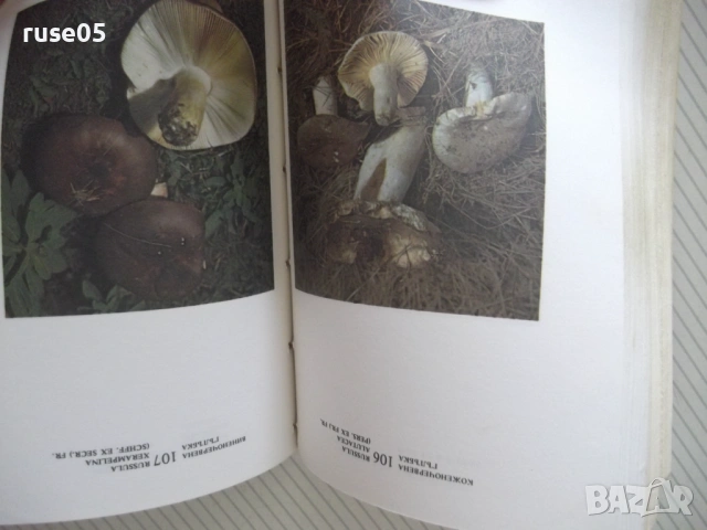 Книга "Нашите гъби - Ц.Хинкова/М.Друмева-Димчева" - 400 стр., снимка 7 - Енциклопедии, справочници - 54929593