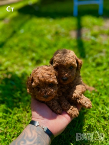 Пудел той Puddle toy