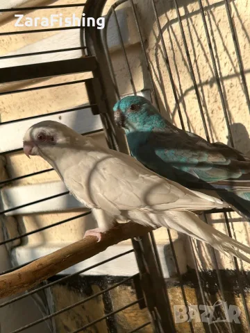 Двойка пойни папагали , снимка 4 - Папагали - 55657862