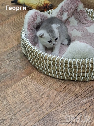 Британски късокосмести, снимка 10 - Британска късокосместа - 54100765