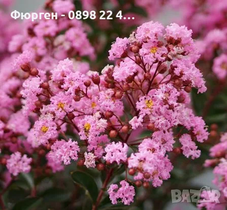 Лагерстремия - индийски люляк  Налични 6 вида, снимка 3 - Разсади - 55423923