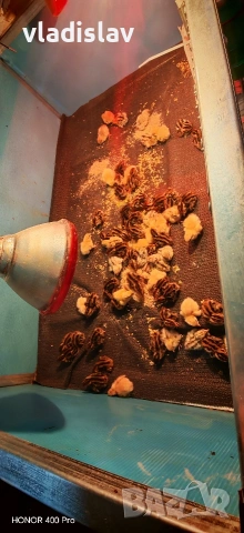 Пъдпъдъци и пилета Бял лехорн и селска, снимка 4 - Кокошки и пуйки - 54198500