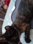 Бездомно женско коте, снимка 7