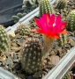 Кактус Chamaecereus hyb cv. Inca Sunset, снимка 3