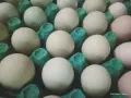 Пресни домашни яйца на промоция, свободно отглеждани кокошки, снимка 2