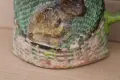 Троянска кана с.Шипково , снимка 4