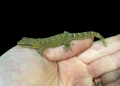 Траурен гекон, плачещ гекон, пенангски люспопръст гекон, лугубрис (Lepidodactylus lugubris), снимка 3