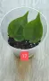Филодендрон- Philodendron Hederaceum Variegata, снимка 17
