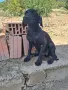 Продавам куче за трюфели , снимка 2