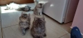 Персийски котенца, снимка 12