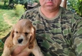 Кокер Шпаньол - , снимка 7