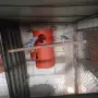 Свободен чивт Малък Александър виолети, снимка 3