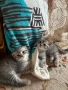 Британско коте таби, снимка 7