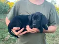 Продават се Плотхауди, снимка 8