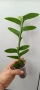 Selenicereus chrysocardium, снимка 1