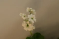 Каланхое, Kalanchoe sp., форма с бели цветове, снимка 4
