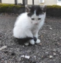 Котета търсят дом, снимка 14