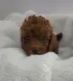 той пудел момичета и момчета. , снимка 2