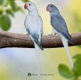 * 🦜 Малки Александри – топ качество и селекция, снимка 2
