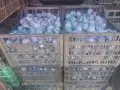 продавам сини сливи , снимка 1