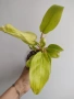 Филодендрон, philodendron Malay Gold, снимка 1