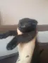 Шотландско клепоухо момче, снимка 2