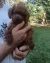 Пудел той/poodle toy , снимка 1