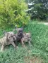 Френски булдог ....., снимка 2