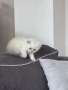 Шотландски/ британски котета , снимка 4