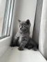 Британско коте, снимка 3
