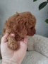 Той Пудел Poodle toi , снимка 2