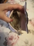красотички, цветни , снимка 4