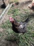 Продавам кокошки - харко и петли за клане, снимка 2