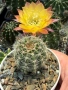 Кактус Echinopsis Hybrid Gold Star уникален цъфтеж с преливащи се омбре цветове, снимка 2