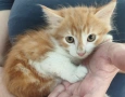 Подарявам котенца , снимка 8