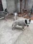 Австралийски кетъл дог, снимка 2