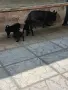 Продавам пинчери , снимка 2