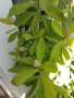 Каучуково растение (Syngonium grantii) , снимка 10