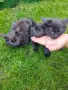 Ангорски котета, снимка 1