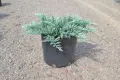 Juniperus squamata ‘Blue Carpet’-Юниперус син килим, снимка 1