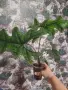 Алоказия Жаклин, снимка 2