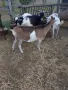 Продавам млечни кози, снимка 1