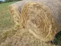 Продавам Бали сено, снимка 3
