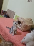Сребърни британчета , снимка 10