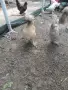 Петле и кокошка Бантам, снимка 2