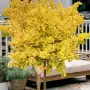 Ginkgo biloba (Гинко билоба), снимка 3